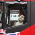 Filename=05HarmonyHound.jpg
Filesize=61KiB
Dimensions=500x500
Date added=Jun 17, 2012 05HarmonyHound.jpg