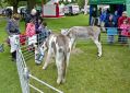 Filename=Canival17612_031.JPG
Filesize=96KiB
Dimensions=500x356
Date added=Jun 18, 2012 Canival17612_031.JPG