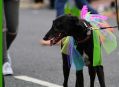 Filename=erinhound.JPG
Filesize=76KiB
Dimensions=500x366
Date added=Jun 19, 2016 erinhound.JPG