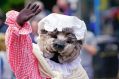 Filename=42800970542_f306a7befc_o.jpg
Filesize=70KiB
Dimensions=500x333
Date added=Jun 17, 2018 42800970542_f306a7befc_o.jpg