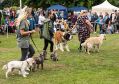 Filename=carnival16618_158.jpg
Filesize=125KiB
Dimensions=500x354
Date added=Jun 18, 2018 carnival16618_158.jpg