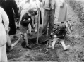 cub-troop-trees.jpg