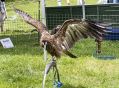 mellor27615_097.JPG