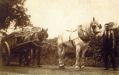 farming-in-marple-01.jpg