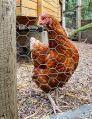 Filename=mgardens7718_101.jpg
Filesize=146KiB
Dimensions=386x500
Date added=Jul 14, 2018 mgardens7718_101.jpg