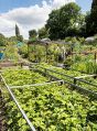 Filename=mgardens7718_111.jpg
Filesize=171KiB
Dimensions=367x500
Date added=Jul 14, 2018 mgardens7718_111.jpg