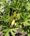 Filename=mgardens7718_112.jpg
Filesize=169KiB
Dimensions=414x500
Date added=Jul 14, 2018 mgardens7718_112.jpg