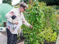 Filename=mgardens7718_115.jpg
Filesize=160KiB
Dimensions=500x376
Date added=Jul 14, 2018 mgardens7718_115.jpg