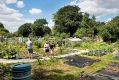 Filename=mgardens7718_119.jpg
Filesize=134KiB
Dimensions=500x337
Date added=Jul 14, 2018 mgardens7718_119.jpg