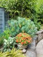 Filename=mgardens7718_155.jpg
Filesize=183KiB
Dimensions=373x500
Date added=Jul 14, 2018 mgardens7718_155.jpg