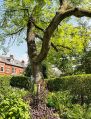 Filename=mgardens7718_180.jpg
Filesize=194KiB
Dimensions=383x500
Date added=Jul 14, 2018 mgardens7718_180.jpg