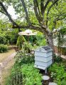 Filename=mgardens7718_190.jpg
Filesize=184KiB
Dimensions=391x500
Date added=Jul 14, 2018 mgardens7718_190.jpg