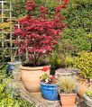 mgardens7718_204.jpg