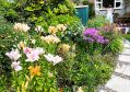 Filename=mgardens7718_26.jpg
Filesize=184KiB
Dimensions=500x353
Date added=Jul 14, 2018 mgardens7718_26.jpg