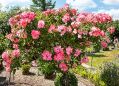 mgardens7718_34.jpg