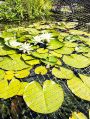 mgardens7718_43.jpg
