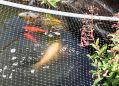 Filename=mgardens7718_44.jpg
Filesize=136KiB
Dimensions=500x359
Date added=Jul 14, 2018 mgardens7718_44.jpg