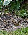 Filename=mgardens7718_57.jpg
Filesize=155KiB
Dimensions=396x500
Date added=Jul 14, 2018 mgardens7718_57.jpg