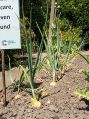 Filename=mgardens7718_82.jpg
Filesize=152KiB
Dimensions=374x500
Date added=Jul 14, 2018 mgardens7718_82.jpg