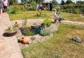 Filename=mgardens8718_211.jpg
Filesize=158KiB
Dimensions=500x345
Date added=Jul 19, 2018 mgardens8718_211.jpg
