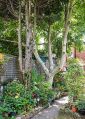 Filename=mgardens8718_261.jpg
Filesize=177KiB
Dimensions=356x500
Date added=Jul 19, 2018 mgardens8718_261.jpg
