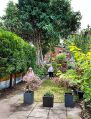 Filename=mgardens8718_264.jpg
Filesize=179KiB
Dimensions=380x500
Date added=Jul 19, 2018 mgardens8718_264.jpg