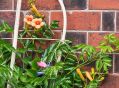 Filename=mgardens8718_271.jpg
Filesize=149KiB
Dimensions=500x370
Date added=Jul 19, 2018 mgardens8718_271.jpg