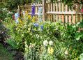 Filename=mgardens8718_282.jpg
Filesize=193KiB
Dimensions=500x359
Date added=Jul 19, 2018 mgardens8718_282.jpg