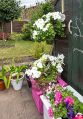 Filename=mgardens8718_286.jpg
Filesize=142KiB
Dimensions=348x500
Date added=Jul 19, 2018 mgardens8718_286.jpg