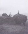 Filename=HAYMAKINGONWHATSNOWLOWERSTRINESROAD.jpg
Filesize=22KiB
Dimensions=416x500
Date added=Oct 12, 2006 HAYMAKINGONWHATSNOWLOWERSTRINESROAD.jpg