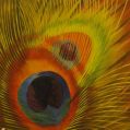 Filename=peacock-feather.jpg
Filesize=110KiB
Dimensions=498x500
Date added=Jun 17, 2011 peacock-feather.jpg