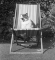 susan-coh-1952.jpg