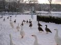 Filename=SnowatEtherow002.jpg
Filesize=101KiB
Dimensions=500x374
Date added=Jan 09, 2010 SnowatEtherow002.jpg
