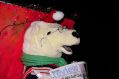 Filename=Bear.JPG
Filesize=93KiB
Dimensions=500x333
Date added=Dec 06, 2016 Bear.JPG