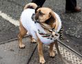 Filename=WinterWonderLand31216__57.JPG
Filesize=109KiB
Dimensions=500x386
Date added=Dec 06, 2016 WinterWonderLand31216__57.JPG