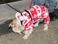 Filename=fatherchristmasrosehill161219_77.jpg
Filesize=106KiB
Dimensions=500x375
Date added=Dec 19, 2019 fatherchristmasrosehill161219_77.jpg