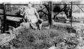 Filename=valerie-jinks-dogs-judy-sam-tommy-horse-sept-1953.jpg
Filesize=52KiB
Dimensions=500x295
Date added=May 27, 2012 valerie-jinks-dogs-judy-sam-tommy-horse-sept-1953.jpg